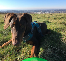 Friendly 1-year old Doberman pup for sale with lots of extras