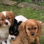 Cavalier King Charles spaniel puppies looking for there forever home 