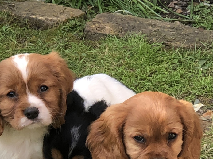 Cavalier King Charles spaniel puppies looking for there forever home 