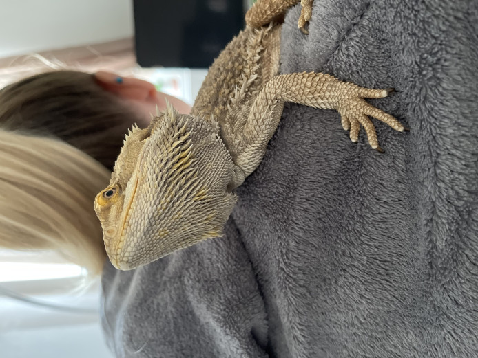 2 year old bearded dragon