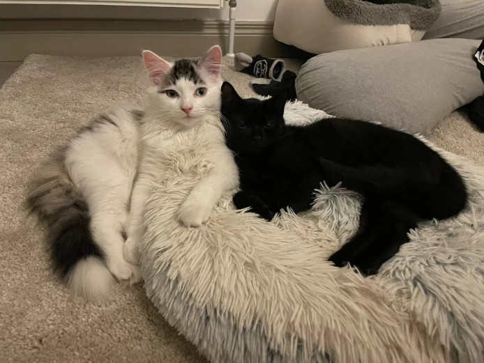 2 Lovely brothers White and Black (including everything)