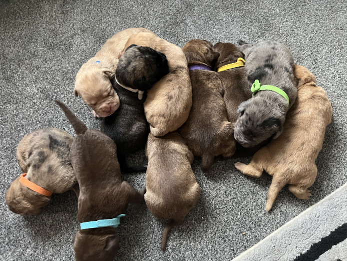 Puppies 2weeks old little monsters 