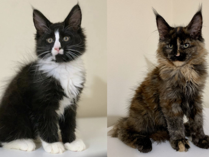 Beautiful Maine Coon Kittens Ready For Home