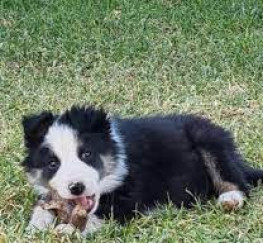 Pets  - Border Collie puppies for sale