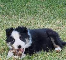 Border Collie puppies for sale