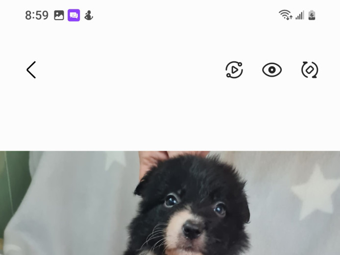 REDUCED BORDER COLLIE PUPPIES 