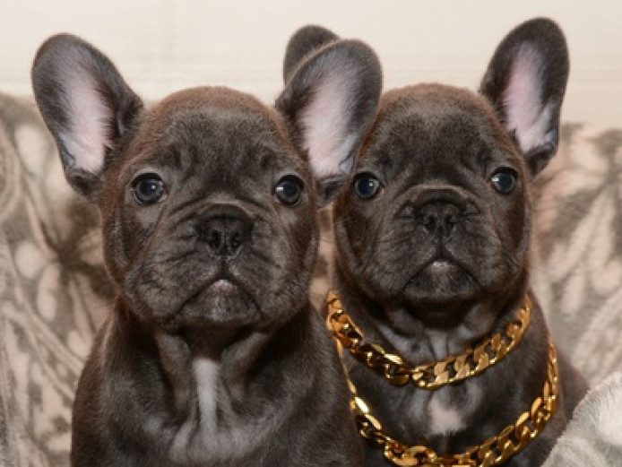 BEST Quality BLUE KC FRENCH BULLDOGS