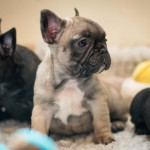 French bulldog puppies available 