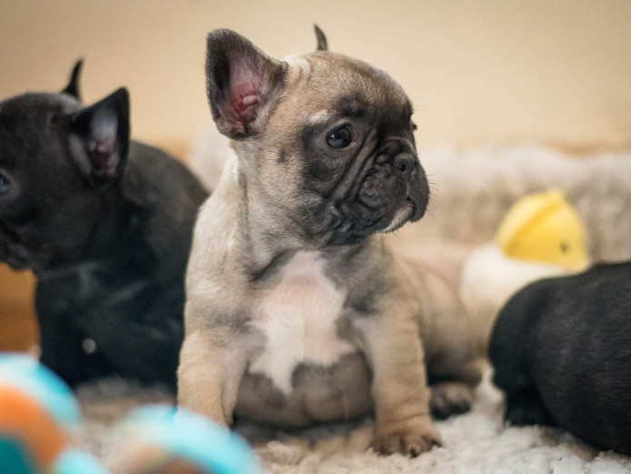 French bulldog puppies available 