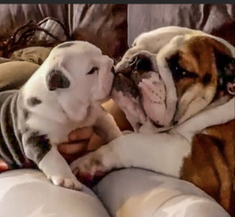 Pets  - 5 chunky male English bulldogs for sale