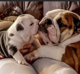 5 chunky male English bulldogs for sale