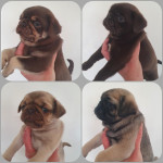 Outstanding! Kc Chocolate pug babies ready now