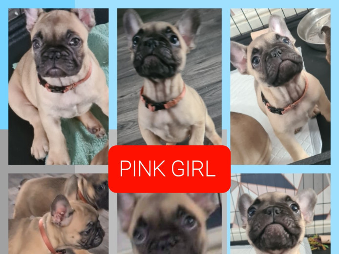 French bulldogs READY NOW kc registered 