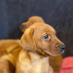 5 Beautiful Fox Red Labrador Puppies