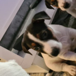 Miniature Jack Russell Puppies 