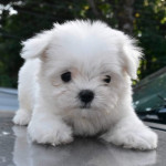 Maltese puppy boy