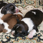 So cute Beagle mix puppies 