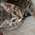 Pedigree Bengal Kittens for Sale