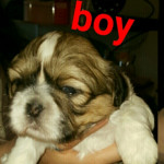 Lovely shihtzu puppy for sale out of litter of 5
