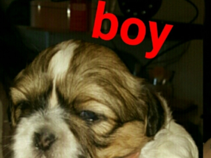 Lovely shihtzu puppy for sale out of litter of 5