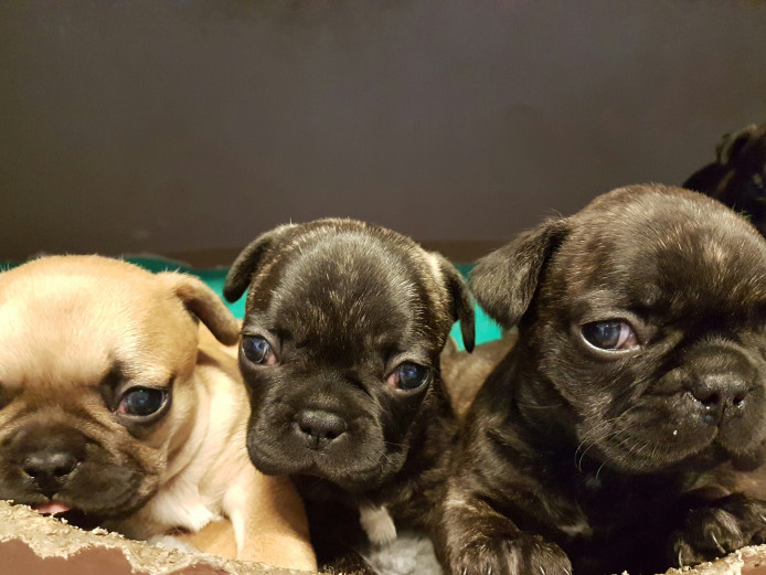 Six French Bulldog Puppies for Sale