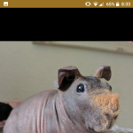 Beautiful skinny pig female for sale