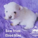Impeccably Pure Snow White Pomeranian Baby Boy Gem from Cloud Nine
