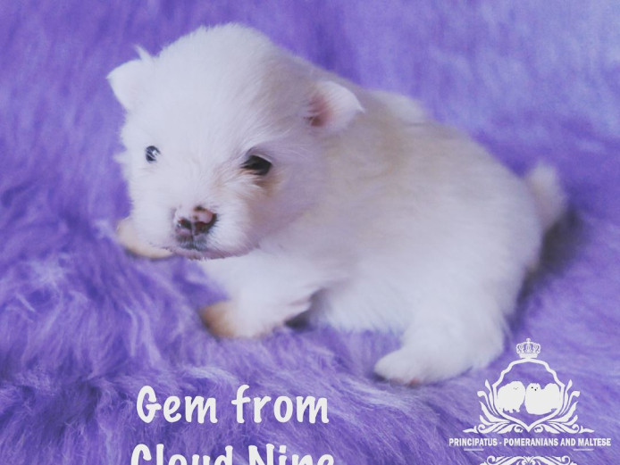 Impeccably Pure Snow White Pomeranian Baby Boy Gem from Cloud Nine