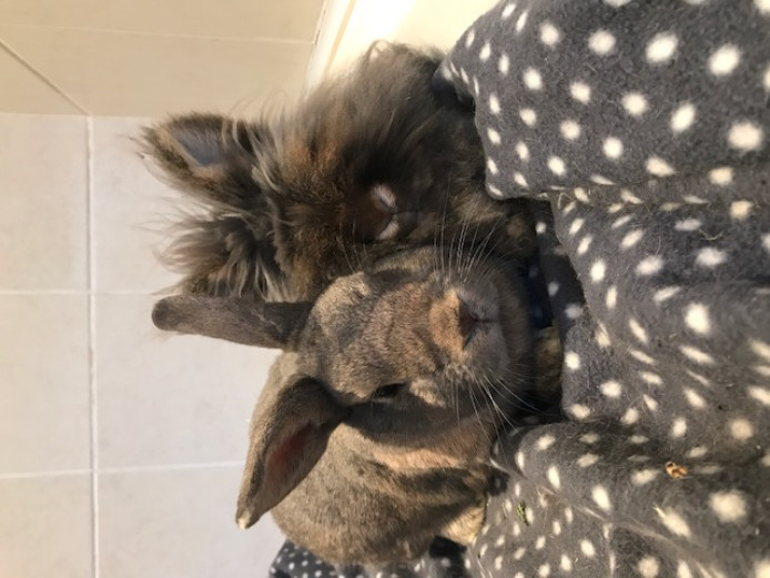 Two 5yr Old Rabbits Needing Rehome (includes cage)