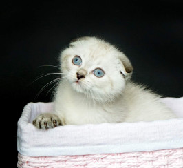 Gorgeous scottish fold kittens available from a famous award winning breeder