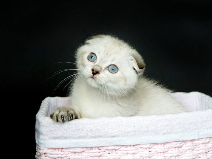 Gorgeous scottish fold kittens available from a famous award winning breeder