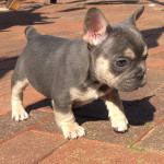 Kc registered french bulldog puppies blue tan ready now 