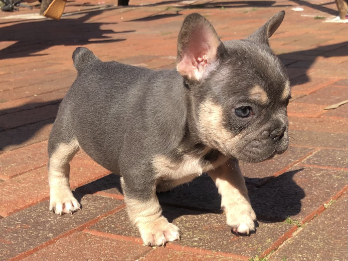 Kc registered french bulldog puppies blue tan ready now 