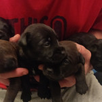4 Patterdale Terrier puppies for sale
