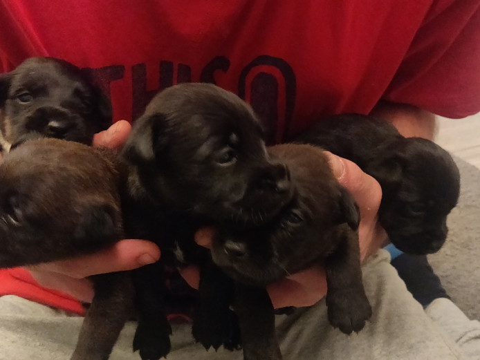 4 Patterdale Terrier puppies for sale