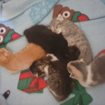 5 beautiful kittens for sale