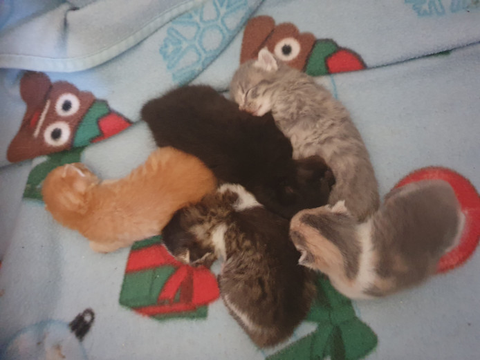 5 beautiful kittens for sale