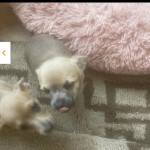 2 beautiful girl Chihuahua puppys 12 weeks 3 days old
