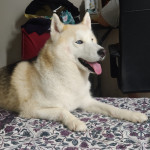 Siberian Husky (2 yr) looking for new home