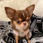 Lola The Applehead Chihuahua 