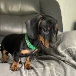 beautiful mini dachshund boy for sale