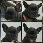 4x females and 1x male blue french bulldog puppies 