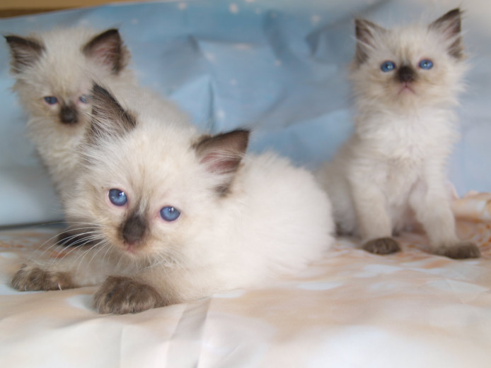 Full pedigree GCCF registered Ragdoll kittens ready 
