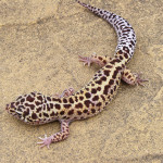 Male Jungle Mack Snow Het Radar Leopard Gecko #1