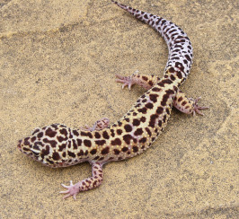 Male Jungle Mack Snow Het Radar Leopard Gecko #1