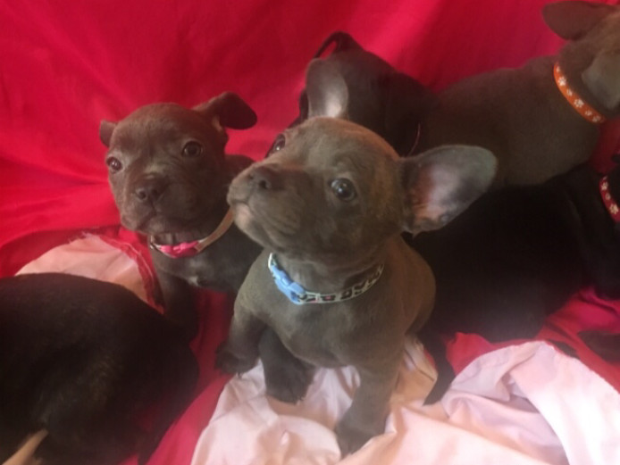French Bulldog X Staffy Pups for Sale, Ready Now