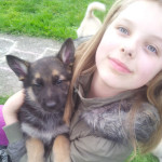 Superb Strong Litter Of German Shepherd Puppies for Sale