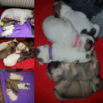 READY NOW   french bulldog pups