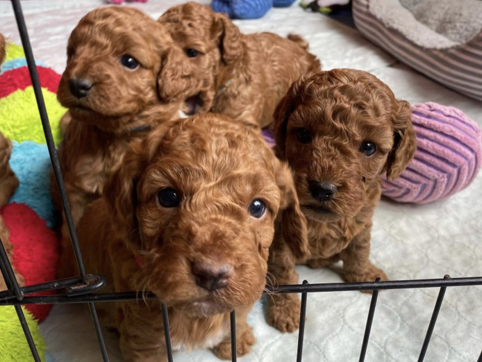 6 f1 Cockapoo puppies 