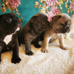 Stunning French bulldog puppies 